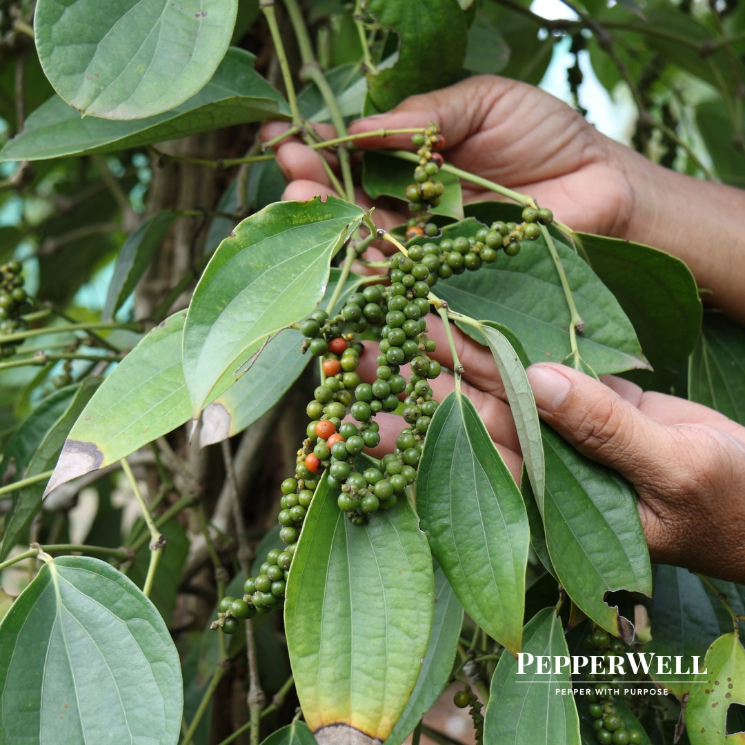 Kirum Kampot Red Pepper Bag 250G