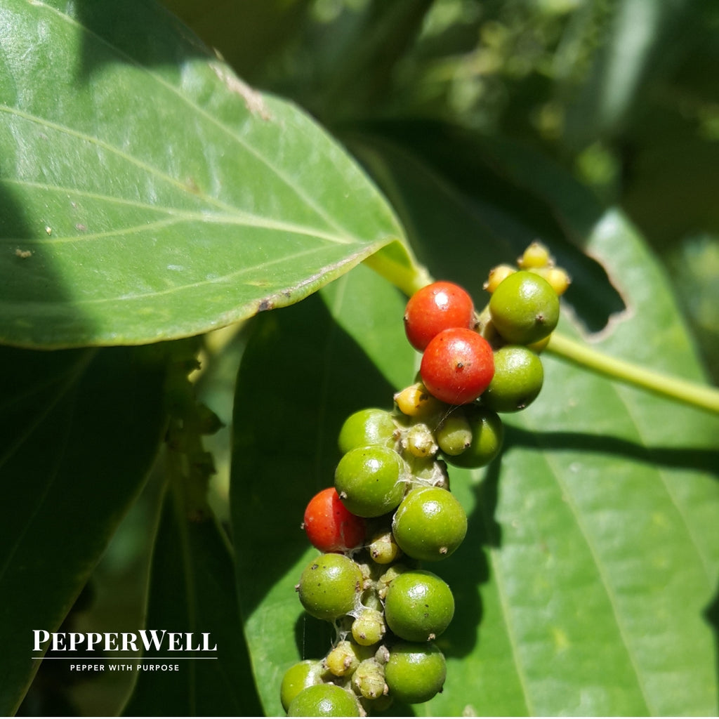 Kirum Kampot Red Pepper Grinder 30G